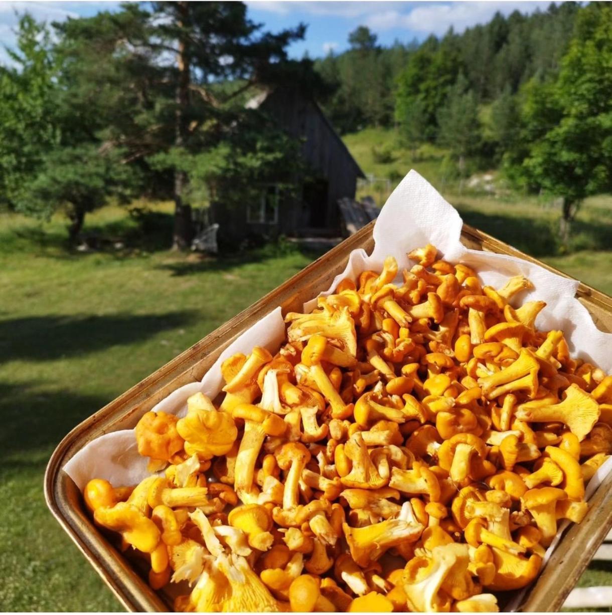 Vukov - Wolf's * Žabljak
